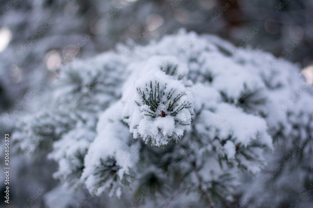 Close up of pine tree branch covered in snow on a cold Winter day. Bokeh, blur and shallow depth of field