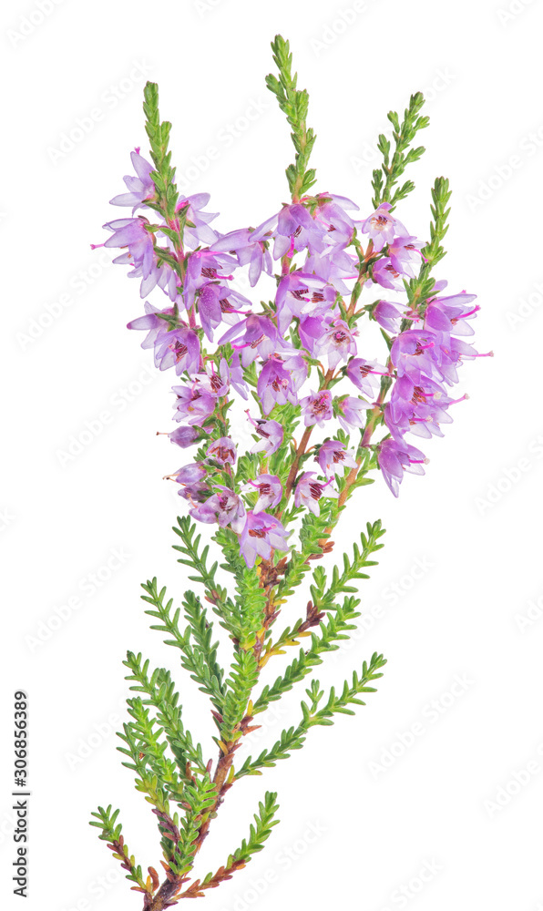 Fototapeta premium blossoming fine lilac heather branch isolated closeup