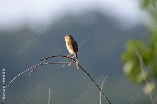 Brown-headed Oriole bird Taiwan Subspecies (Prinia inornata flanirostris) photo