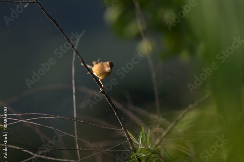 Brown-headed Oriole bird Taiwan Subspecies (Prinia inornata flanirostris) © chienmuhou