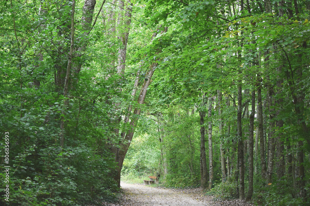 Obraz premium Green forest in the park