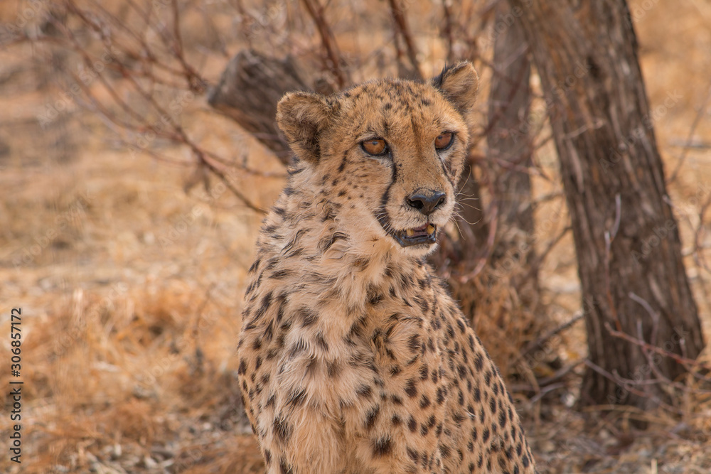 Cheetah in the Kalahari desert, Namibia, Africa Cheetah in the Kalahari desert, Namibia, Africa