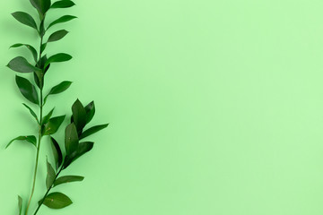 Ruscus branches on green pastel background with copy space