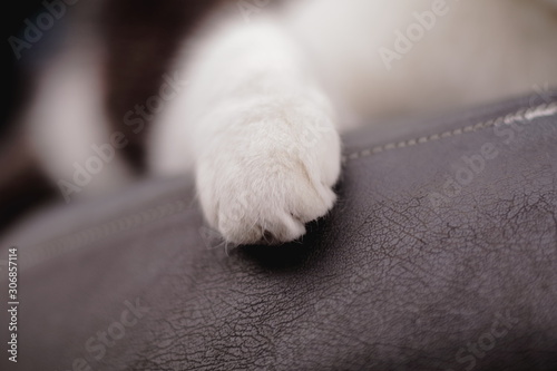猫の手