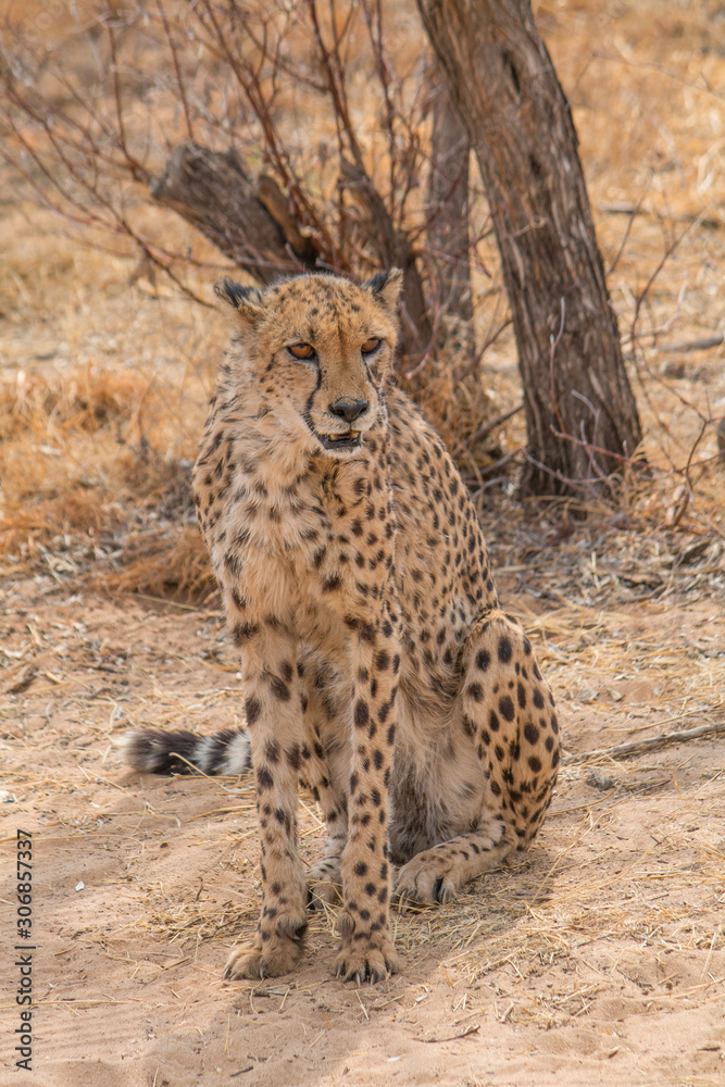 Cheetah in the Kalahari desert, Namibia, Africa Cheetah in the Kalahari desert, Namibia, Africa