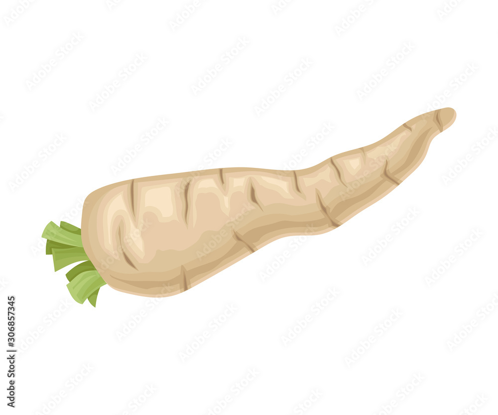 Parsnip Root With Green Leaves Cut off Vector Item Parsnip Root With Green Leaves Cut off Vector Item