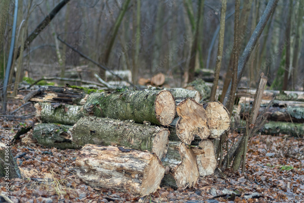 Obraz premium Sawn pieces of wood piled in heaps in a forest