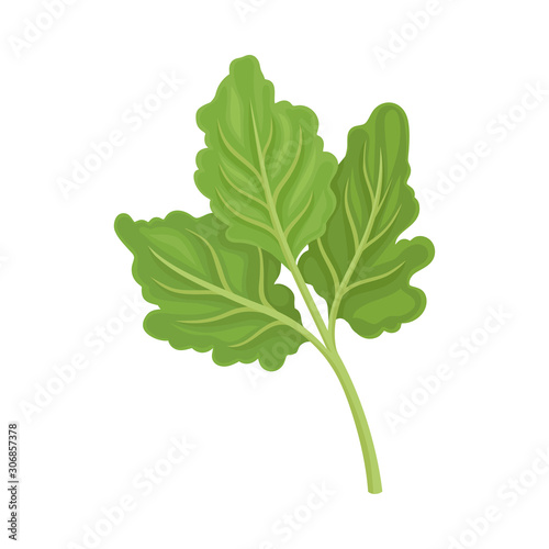 Parsnip Leaves Vector Illustrated Item. Detailed Agricultural Crop Drawing