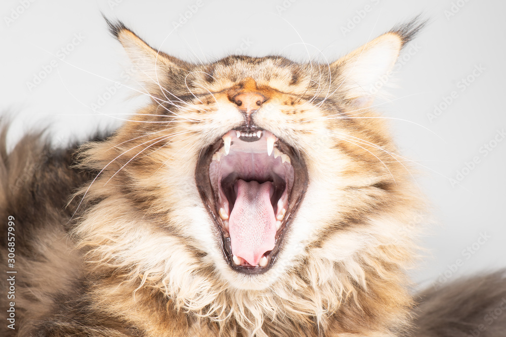 A Maine coon cat yawns with his mouth wide open A Maine coon cat yawns with his mouth wide open
