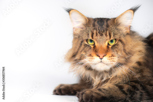 Wallpaper Mural A Maine coon cat on a white background Torontodigital.ca