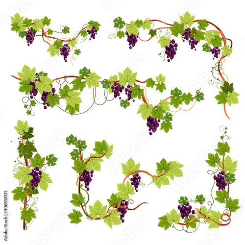 Vine decor, grapes bunches on branches or twigs isolated icons photo