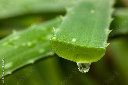 Aloe Vera drop of juice from a cut leaf.