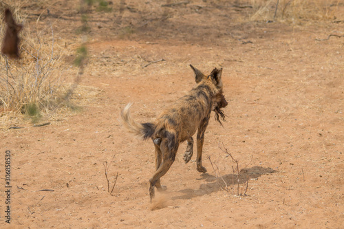 African wild dog in the kalahari, Namibia, Africa