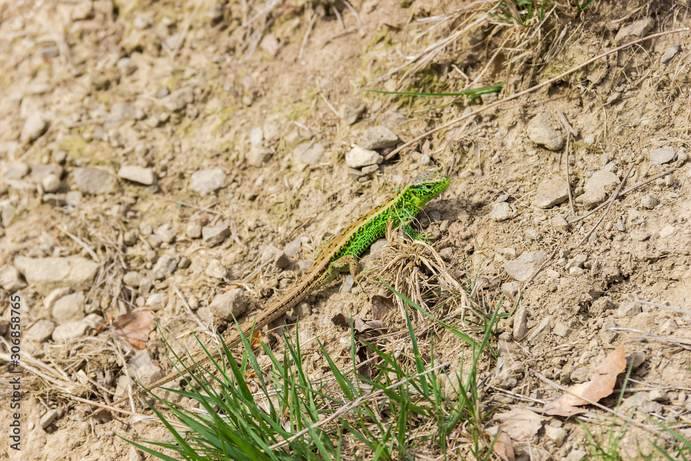 Green with brown true lizard on the clay stony slope
