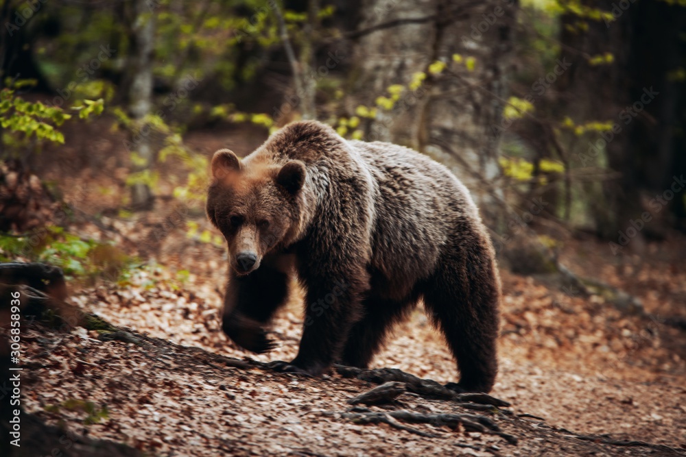 Wild brown bear looking at the camera in the Romanian forest. Wild brown bear looking at the camera in the Romanian forest.