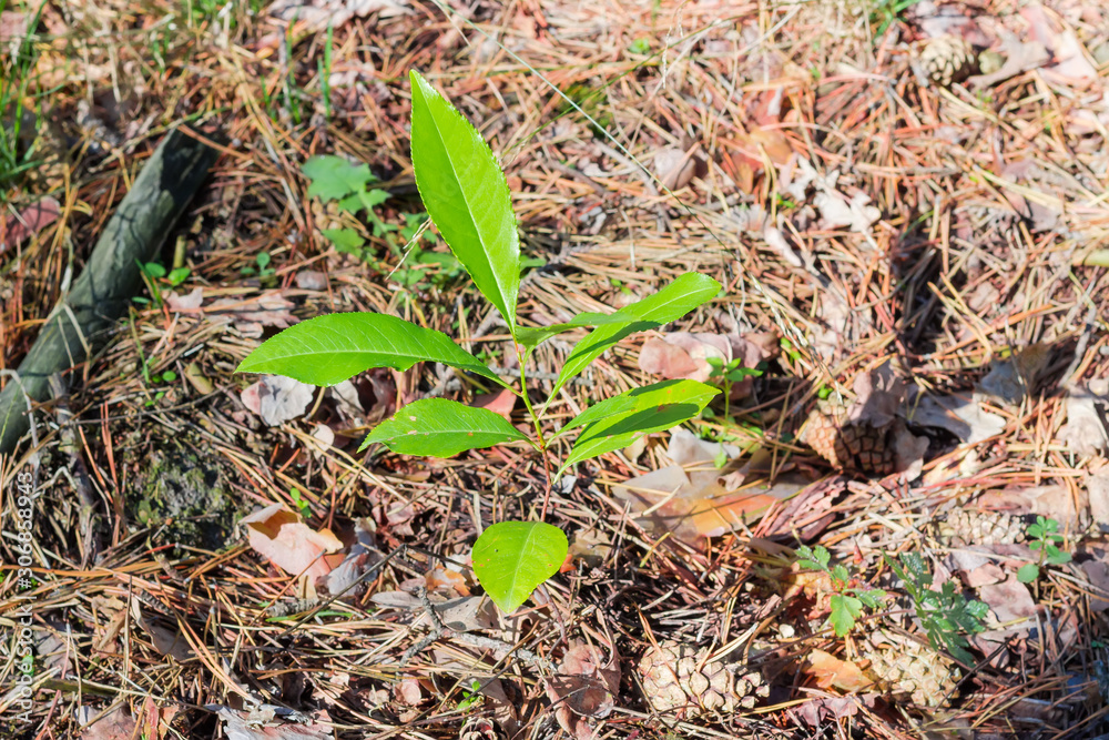 Fototapeta premium Young sprout of a deciduous tree in pine forest