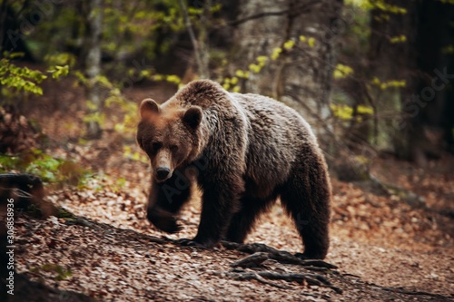 Wallpaper Mural Wild brown bear looking at the camera in the Romanian forest. Torontodigital.ca