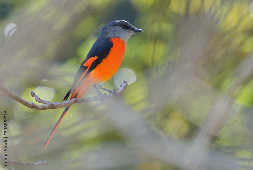 Grey-throated mountaintop bird (Pericrocotus solaris) male orange, female yellow