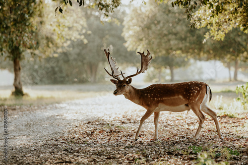 Close up of beautiful young deer in natural park of Migliarino San Rossore Massaciuccoli, Italy 