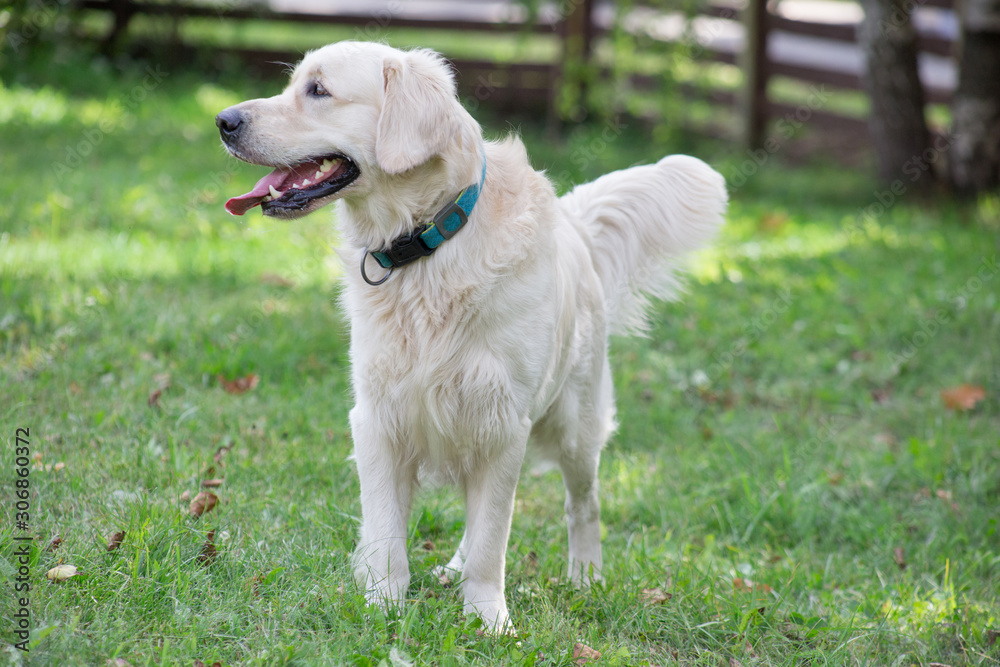 Cute golden retriever is standing on a green grass in the park. Pet animals. Cute golden retriever is standing on a green grass in the park. Pet animals.