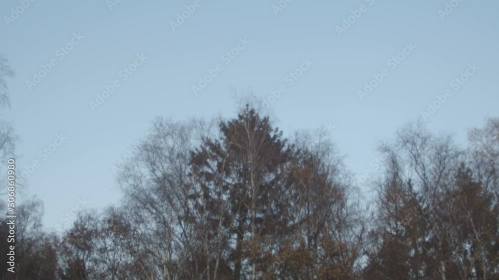 Tilt down from blue sky to forest with a mist covered field in the foreground Tilt down from blue sky to forest with a mist covered field in the foreground