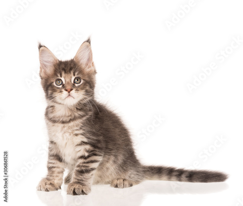 Maine Coon kitten