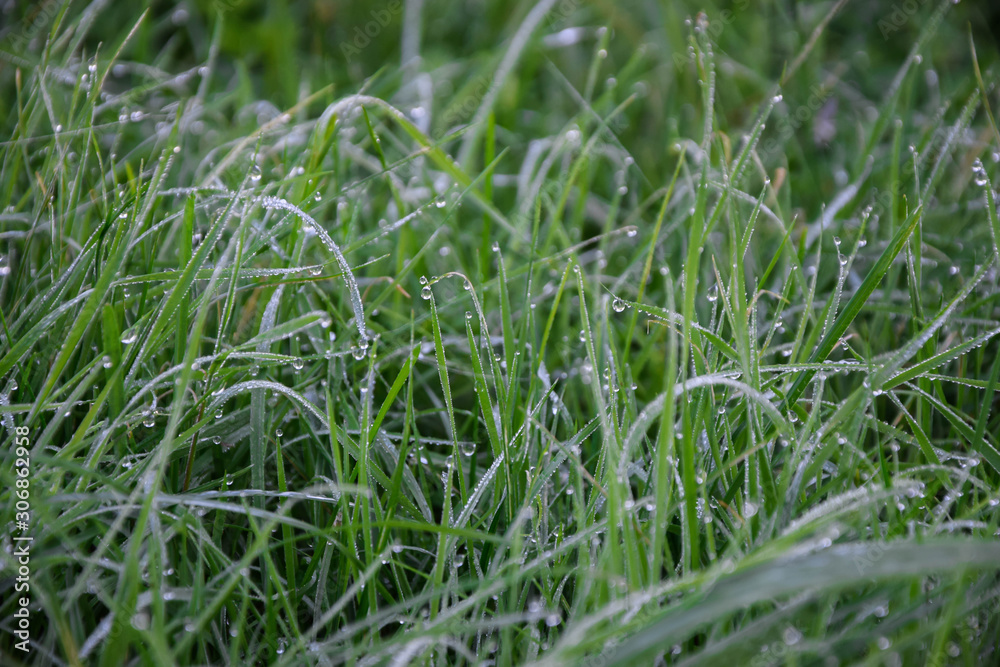 green grass with water drops green grass with water drops