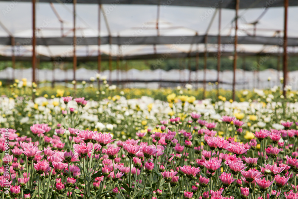 Chrysanthemum flower garden Chrysanthemum flower garden