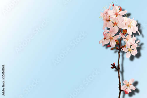 Sakura isolated on a blue background. Gradient. Shadow. Top view.