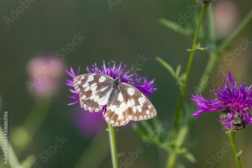 Melanargia galathea on the blossom of a meadow plant photo