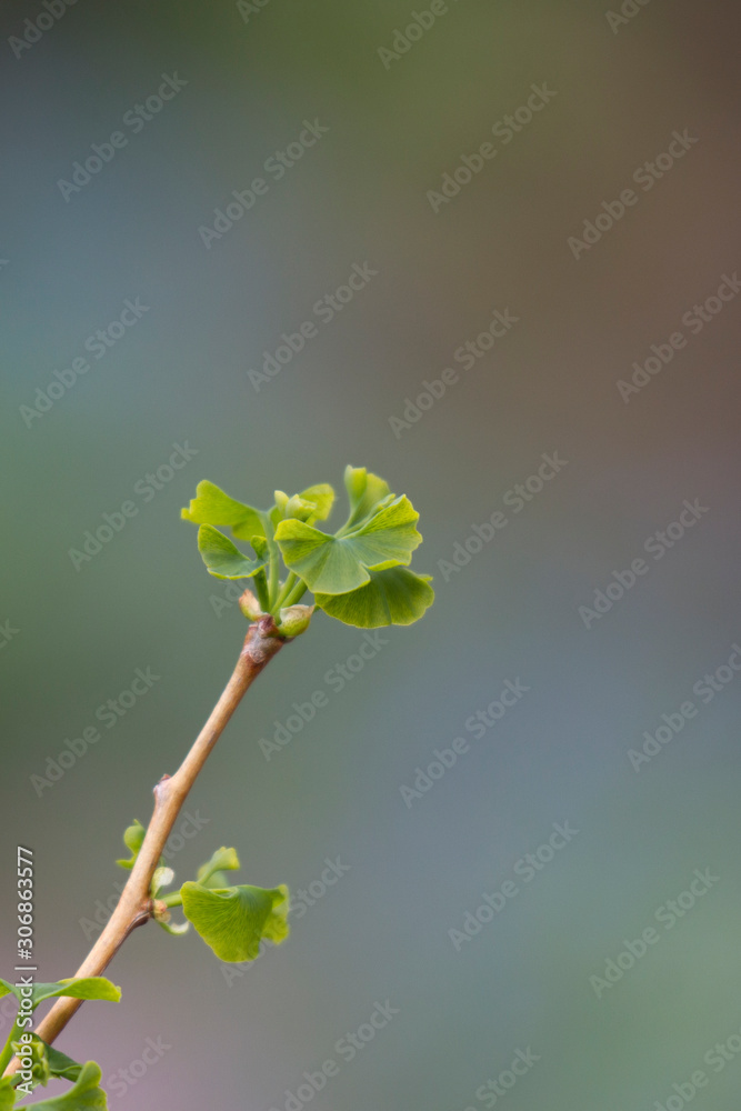 Young ginkgo leaves in front of a colorful bokeh background Young ginkgo leaves in front of a colorful bokeh background