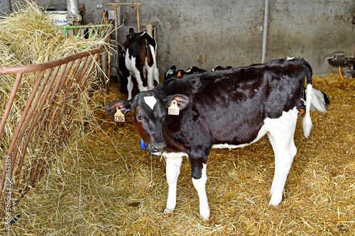 Thiverval Grignon, France - april 21 2019 : calf photo