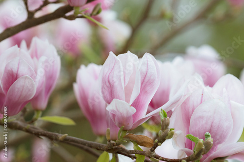 purple magnolia blossoms in spring © were