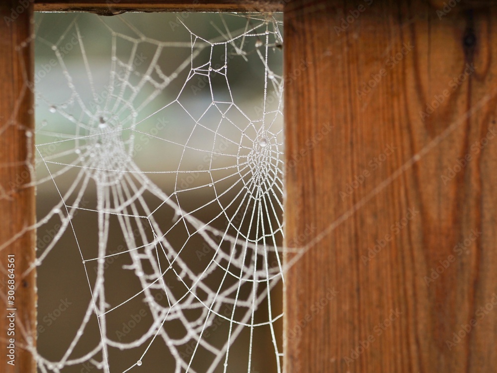 Frosty Cobweb