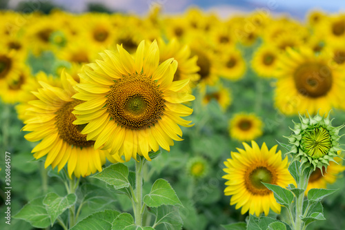 Beautiful sunflower  field on summer at Thailand
