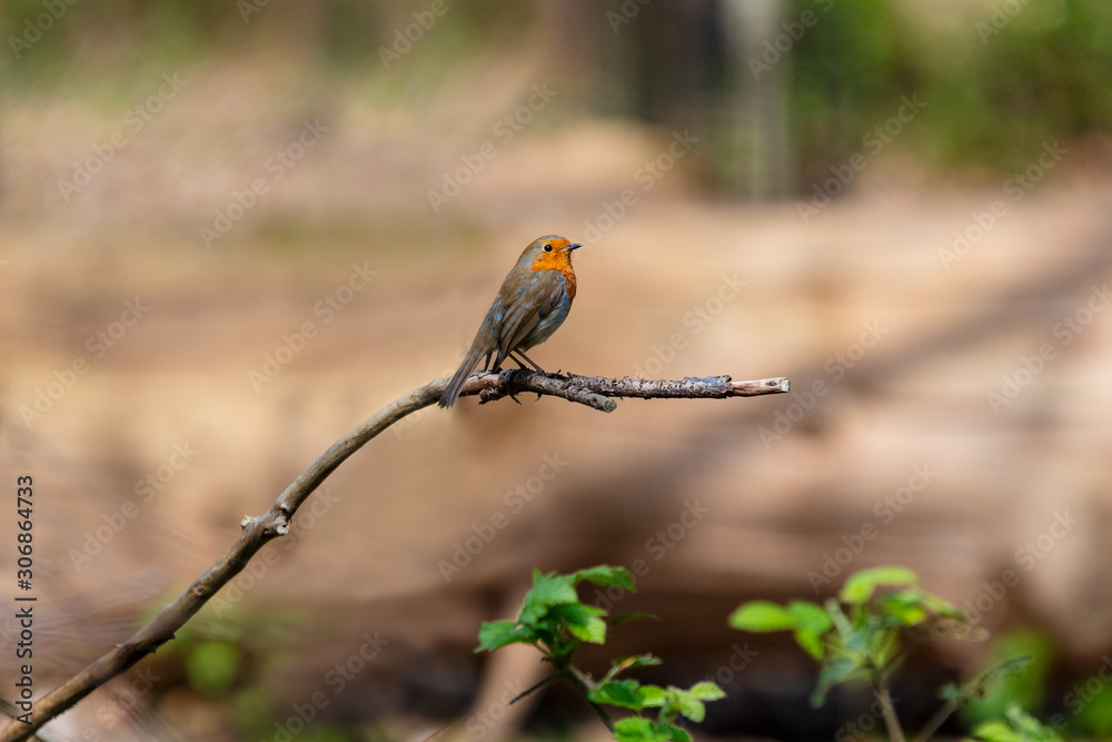 Robin Bird Sitting on a Tree Branch Robin Bird Sitting on a Tree Branch