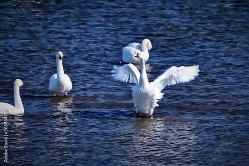 水面で優雅に羽ばたく白鳥