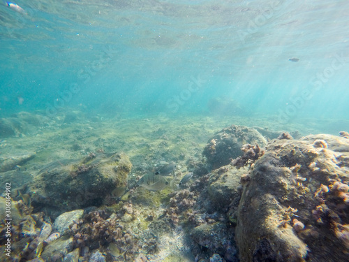 Underwater image in Cabo de Gata nature reserve in Almeria Andalusia Spain