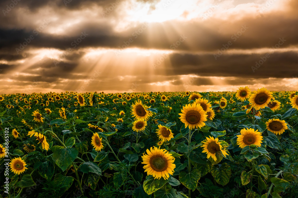 Fototapeta premium field of blooming sunflowers on a background sunset