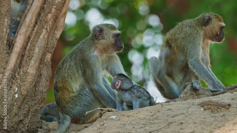 Vervet Monkey - Chlorocebus pygerythrus - family with parents and small children of monkey of the family Cercopithecidae native to Africa, very similar to malbrouck (Chlorocebus cynosuros). Vervet Monkey - Chlorocebus pygerythrus - family with parents and small children of monkey of the family Cercopithecidae native to Africa, very similar to malbrouck (Chlorocebus cynosuros).