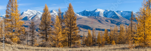 Panoramic autumn view, sunny day. Yellow tree on a background of mountain landscape. Snow-capped peaks and blue sky.