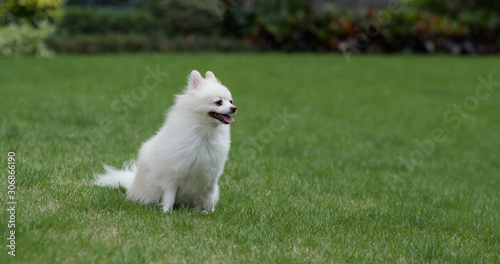 Pomeranian dog on green lawn