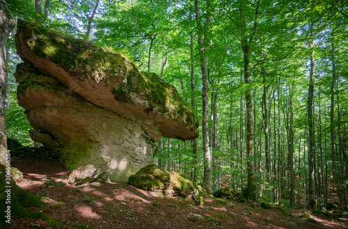 bosque verde