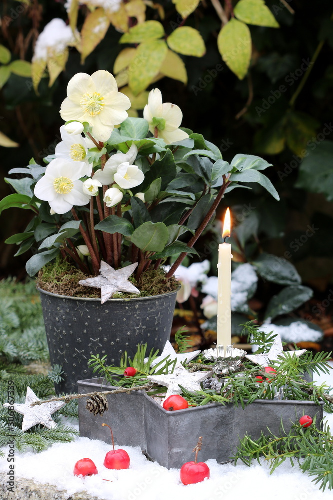 Weihnachtsdekoration mit Helleborus niger und Kerze