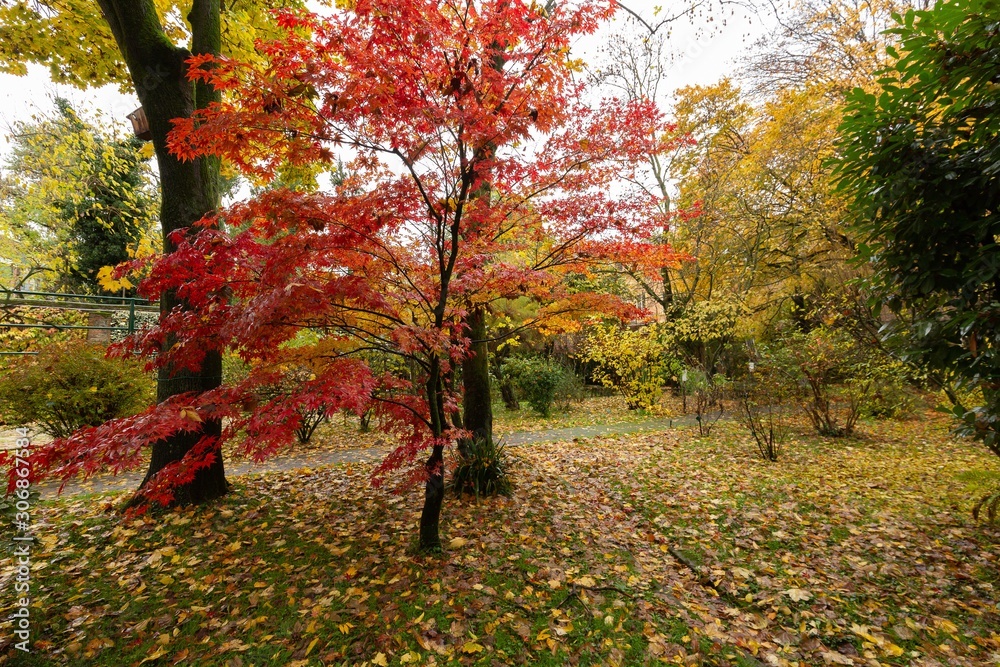 Park with red maple tree, yellow leaves on the ground in autumn