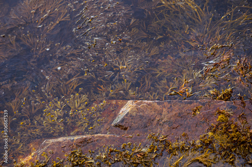 Egg Wrack, Ascophyllum nodosum seaweed, algae floating in the water. Water surface with submerged water plants. Nesodden peninsula, Norway