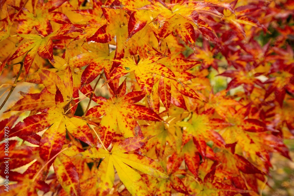 Detail of yellow and red maple leaves Detail of yellow and red maple leaves