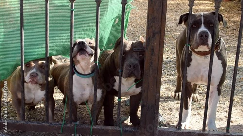 Pitbull dogs barking in the house area for protect.
