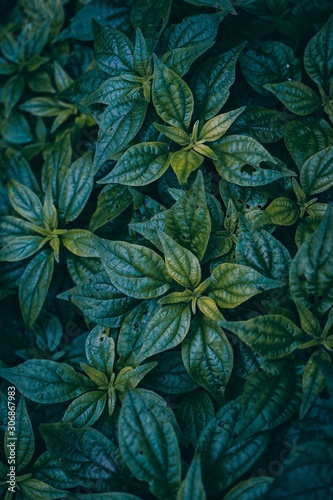 green plant leaves textured in the nature  green background