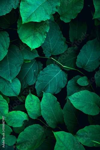 green plant leaves textured in the nature, green background